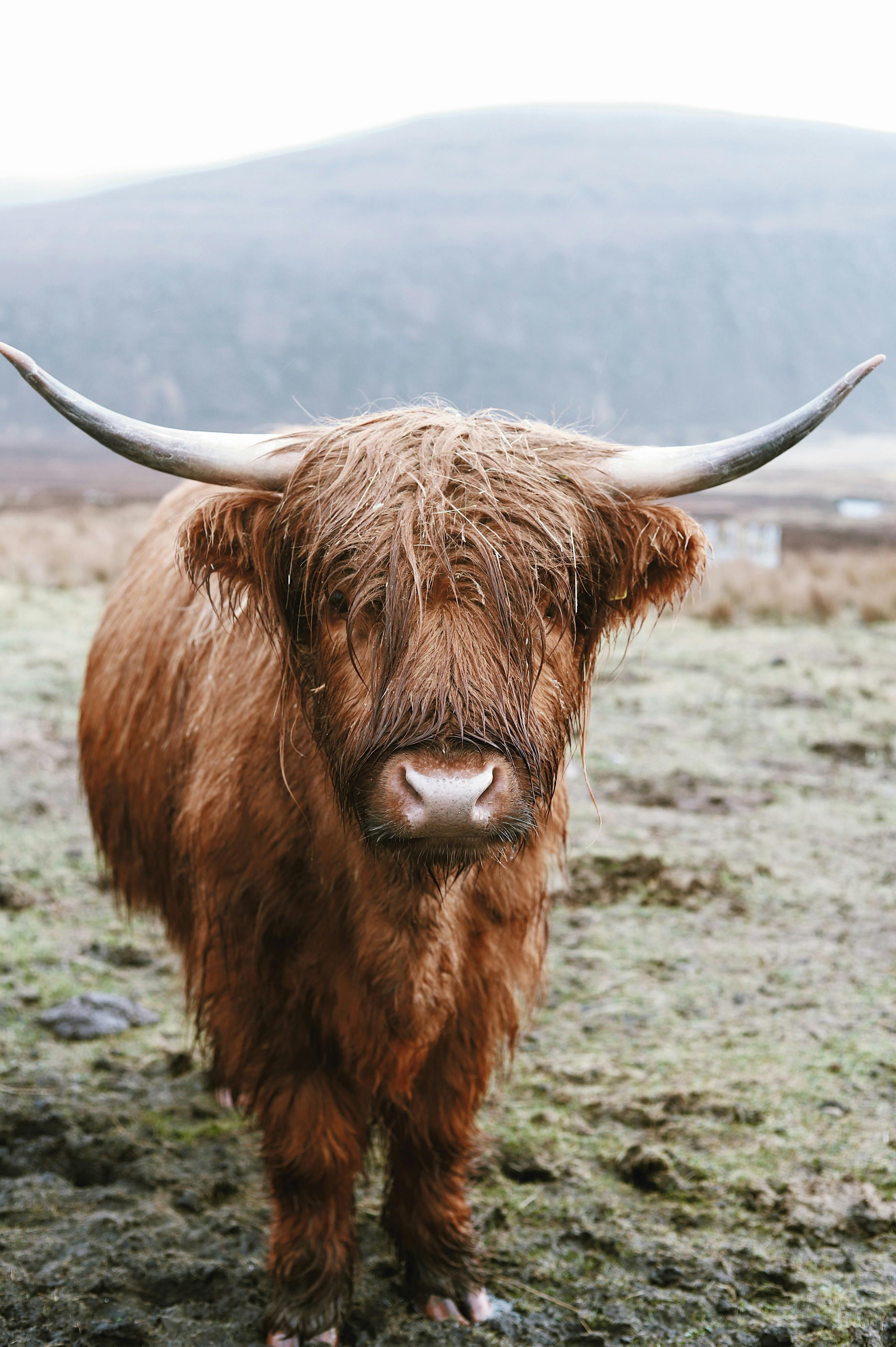 Highland cow in the Scottish countryside